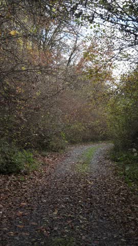 A view of a path through the forest with vehicle tracks in the autumn season.