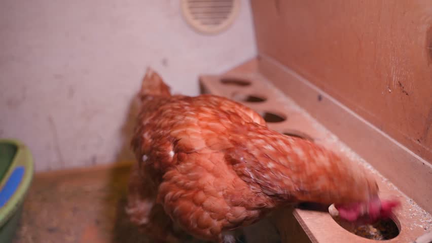 Brown chicken eating food from a feeder, close-up