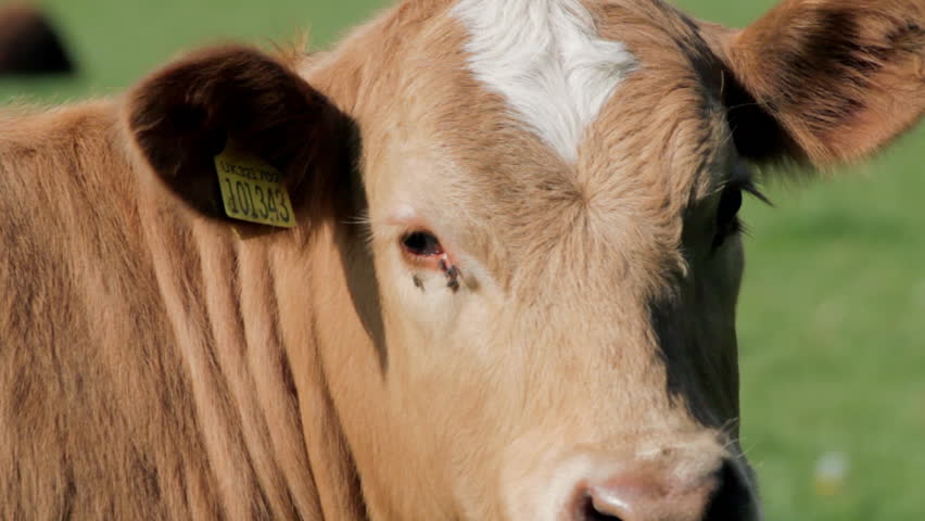 Close up of young cow's face