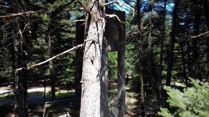 Abandoned water tank hidden in dense forest as sunlight hits tall fir tree
