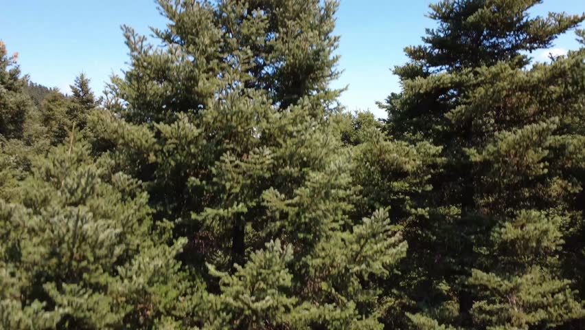 Upward shot revealing fir crown and forest stretching to cloudy mountain line
