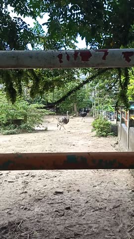 Two ostriches run behind an outdoor fence, showcasing energy and movement at PD Ostrich Show Farm.