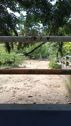 Two ostriches run behind an outdoor fence, showcasing energy and movement at PD Ostrich Show Farm.