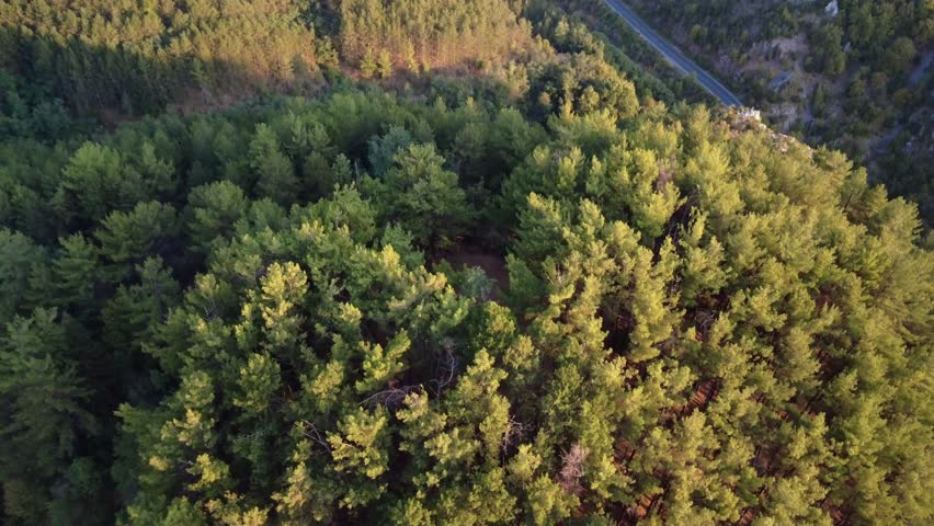 Isolated mountain shelter in a pine forest clearing under sunset light.
