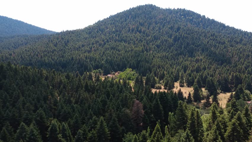 Mountain slopes filled with fir trees and open meadow of yellow summer grass