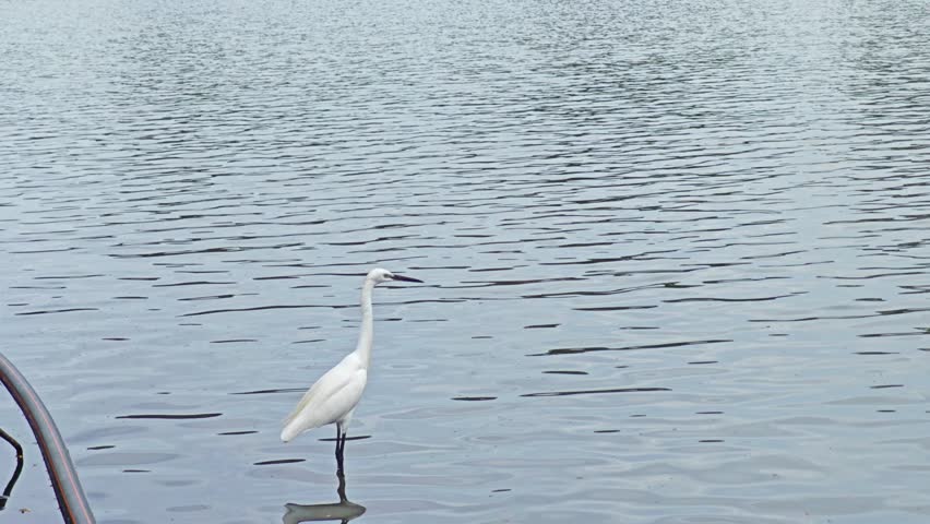 A Great White Heron standing in the water of a lake in the middle of a park in Bangok, Thailand