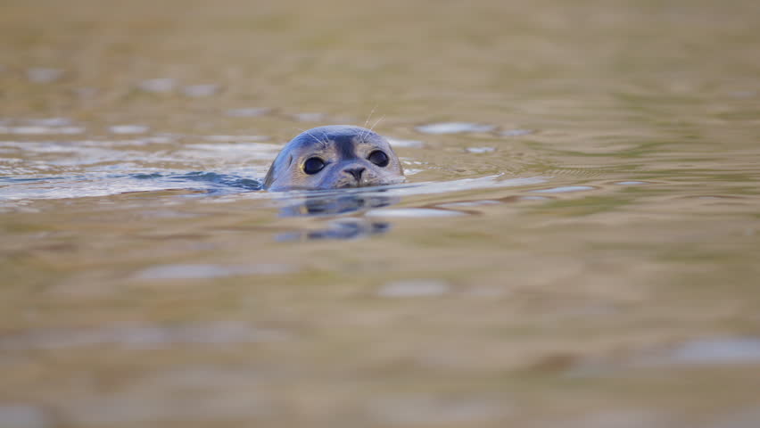 Frontal of harbour seal swimming in calm sea and then dipping under surface
