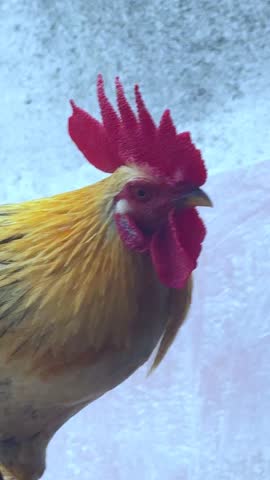 It looks beautiful, a rooster is relaxing on the roof of the house