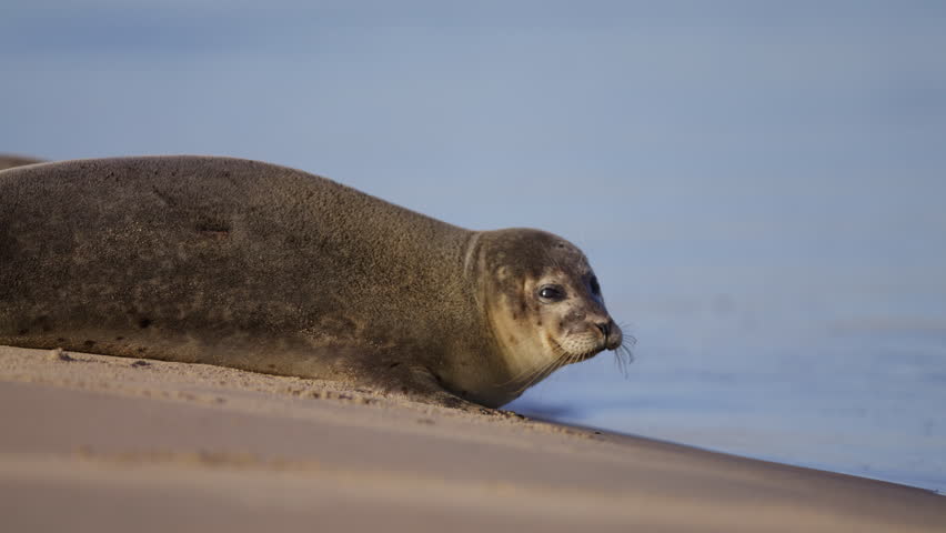 Common seal sunbathing looks back onto sandy beach, isolated side view