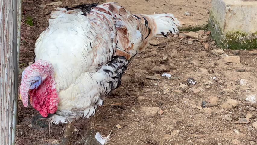 Close-up footage of A majestic hen with white feather an red head in the zoo in the cage. 