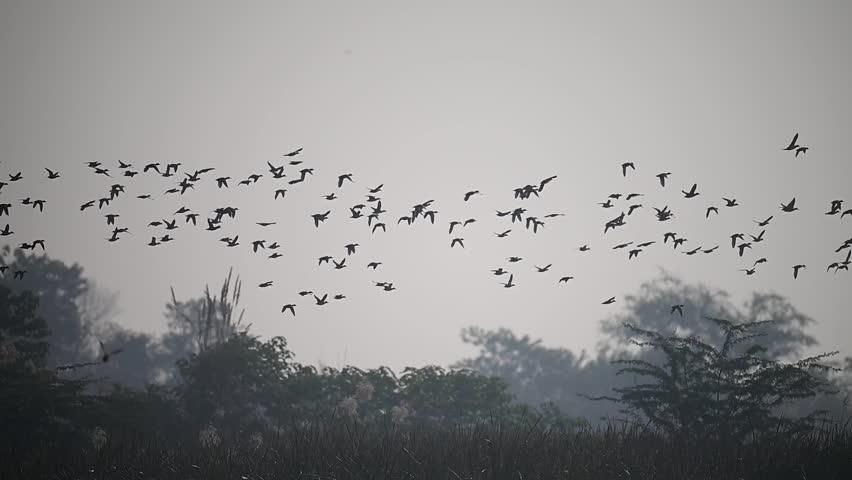 A large flock of ducks crosses the wetland in flight, blending energy with balance in the natural environment.