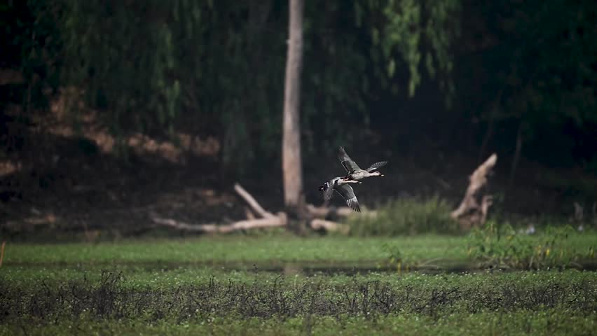 Flying together, Spot-billed Ducks touch down in the wetland, turning aerial motion into a calm resting moment.