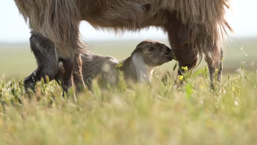Baby Goat Drinking Milk From Mother
