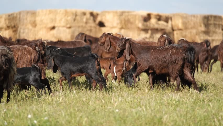 Goats Walking Near Hay Bales Outdoors