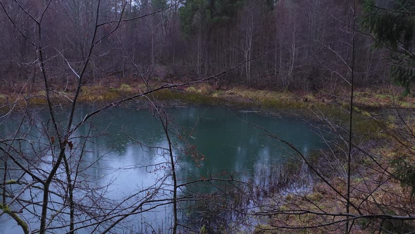 Rain drops creating ripples on a small woodland pond surrounded by bare trees and dark evergreens, calm gloomy mood.