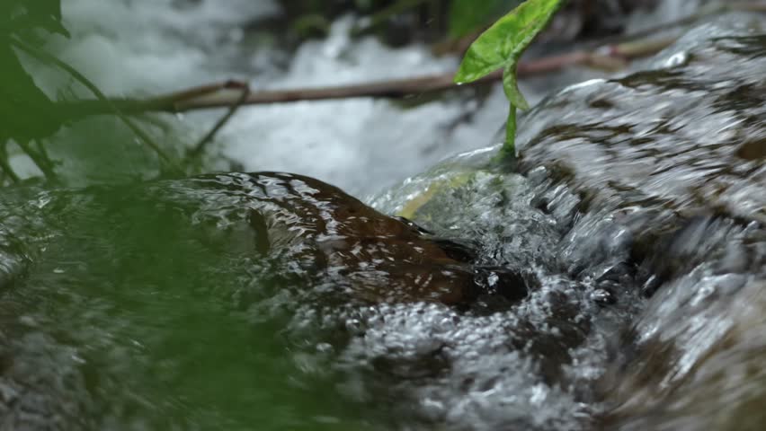 A close-up shot of a single green leaf and stem of a young plant, growing resiliently from a crack in a wet, dark rock. Water from a rushing stream flows rapidly around and over the rock.