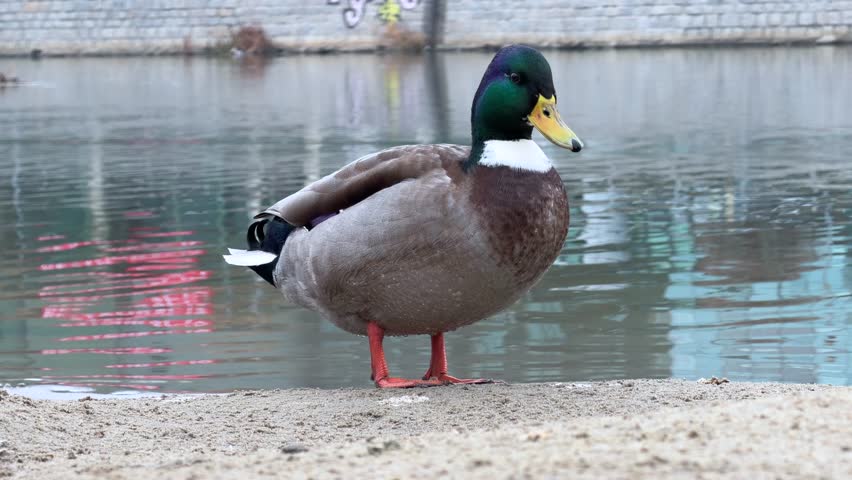 Wild duck standing near water then walking away and leaving the frame. Calm nature scene with mallard by a pond. Wildlife animal behavior outdoors.