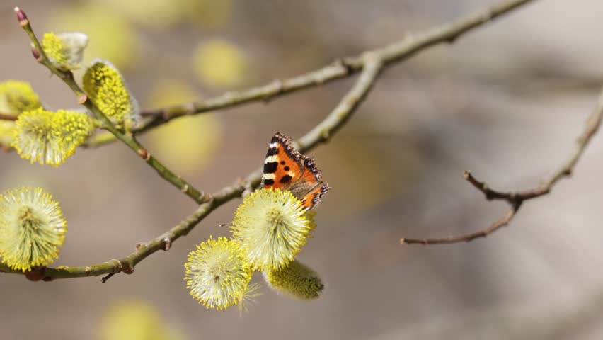 A beautiful butterfly collects nectar from willow flowers on a bright spring day