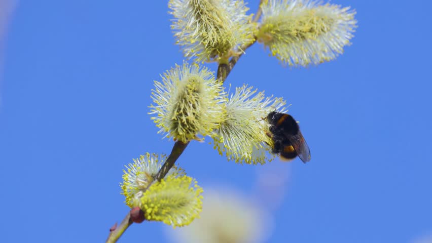 A large, fuzzy bumble bee collects nectar from willow flowers on a bright spring day.