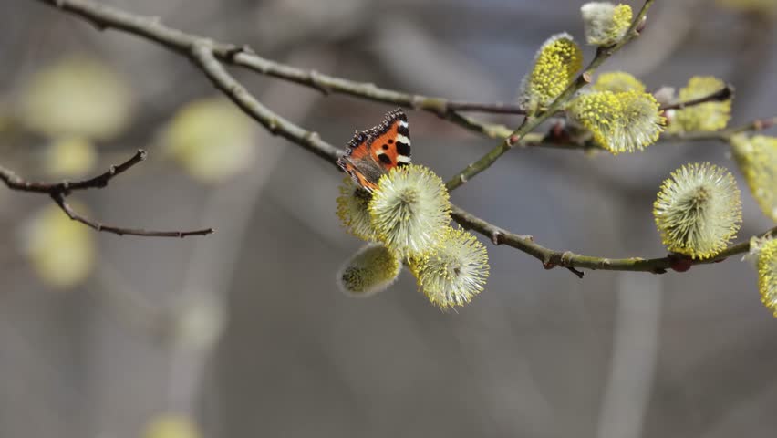 A beautiful butterfly collects nectar from willow flowers on a bright spring day