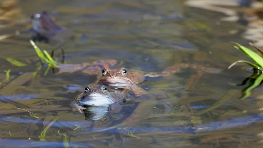 Lake frogs in a pond near their laid eggs on a bright sunny day
