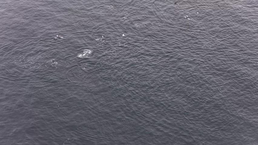 Aerial view of common dolphins feeding in Donegal bay, Ireland