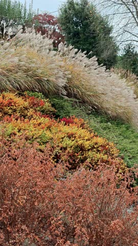 Hillside slope with colorful autumn shrubs and grasses. Bright landscape with orange, red and brown plants.