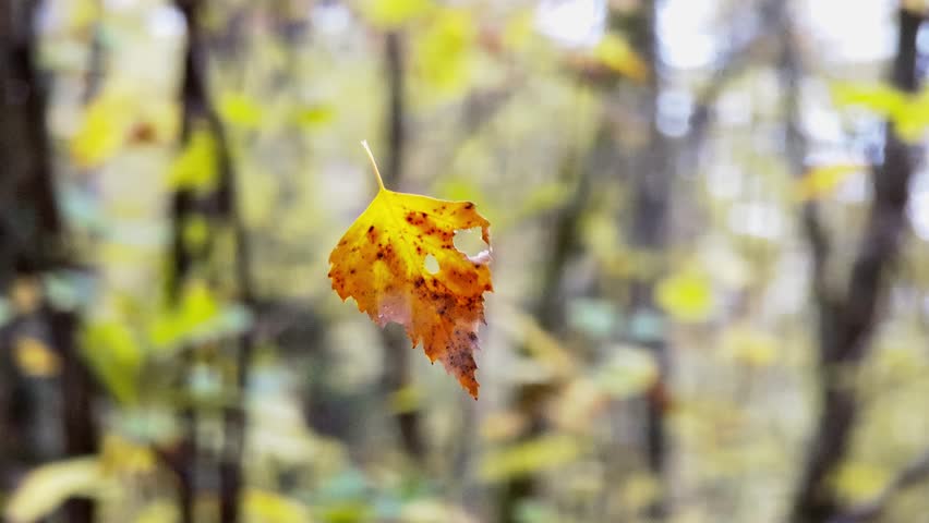 Yellow autumn leaf suspended on spider thread among blurred forest background. Natural moment of foliage falling in windy weather.
