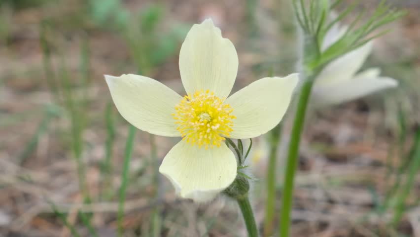 Spring pasque flower, primrose, snowdrops, Prairie Crocus sways in the wind. Medicinal plant. Springtime	
