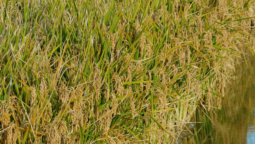 Rice plantation in the Ebro River Delta, Catalonia, Spain. 4k.
Field of mature rice, ready for harvest, illuminated by the warm light of the sunset and swaying in a gentle breeze. 
