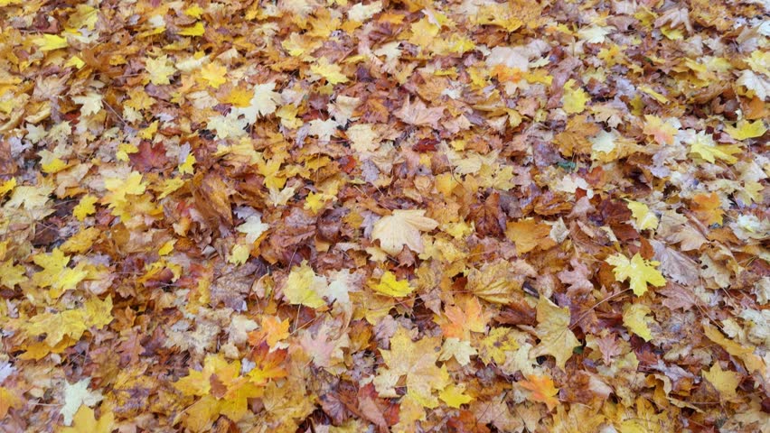 Forest floor covered in orange-red maple leaves, wet orange-brown leaves on the ground, autumn colors in the forest, leaves with raindrops,  Acer