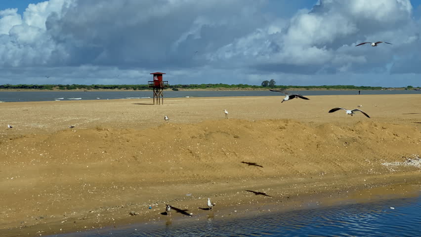 Flock of seagulls taking off above a bright blue tidal channel cutting through golden sand towards the sea