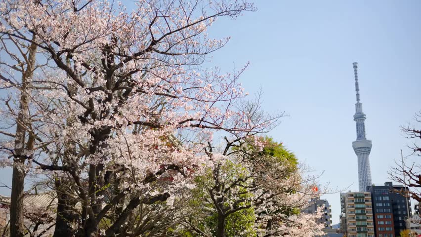 Sensoji Temple in Tokyo surrounded by cherry blossoms with Tokyo Skytree in the background, capturing iconic architecture and spring beauty.