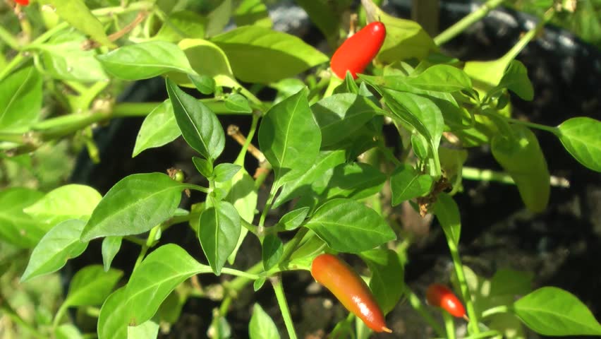 Red Chili Pepper Plant