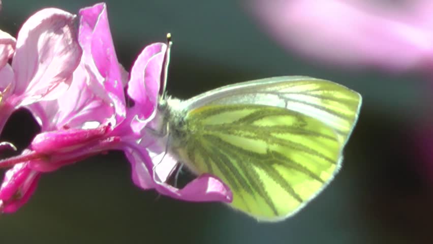 Green Veined White Butterfly on Purple Honesty Wild Flower