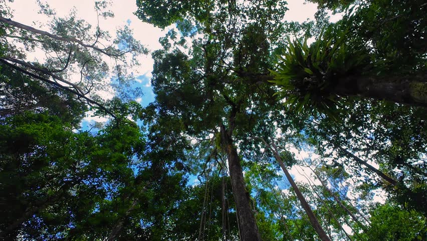 Beautiful, natural footage of the Papuan wilderness during the day. Recorded in 4K 60 fps.