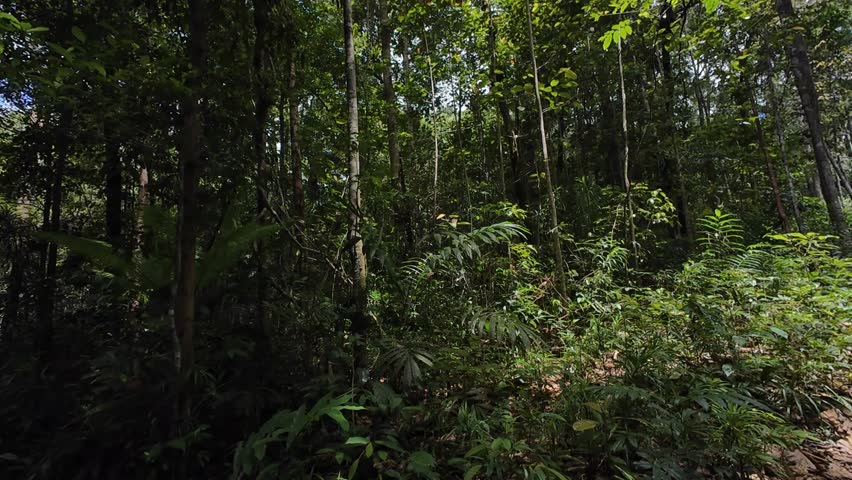 Beautiful, natural footage of the Papuan wilderness during the day. Recorded in 4K 60 fps.