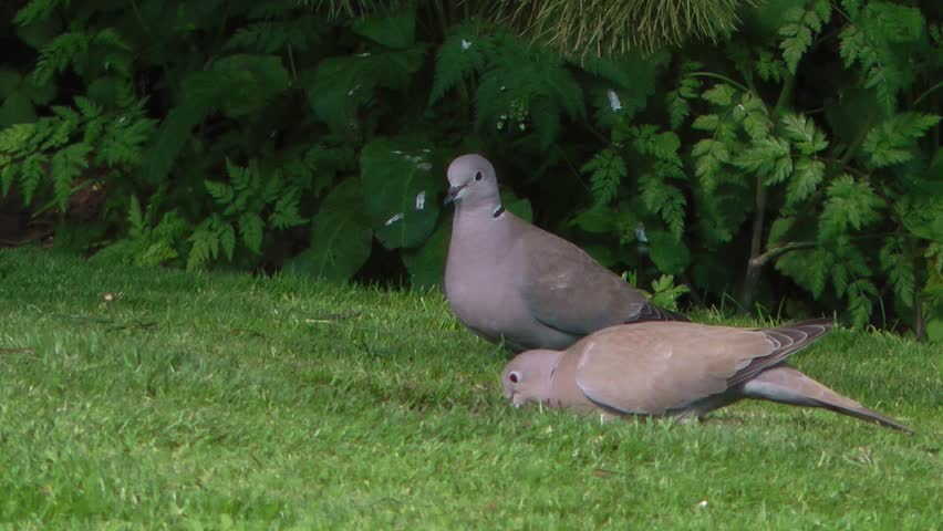 Two Turtle Doves pecking at seed