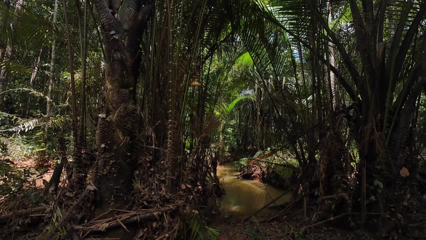 Beautiful, natural footage of the Papuan wilderness during the day. Recorded in 4K 60 fps.