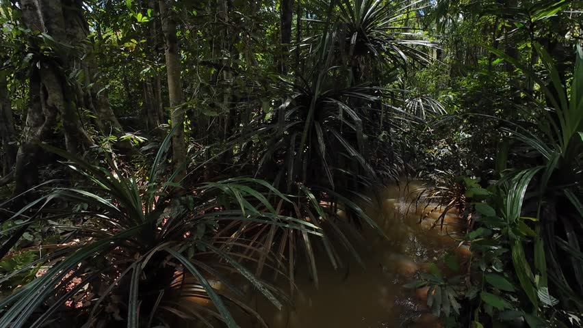 Beautiful, natural footage of the Papuan wilderness during the day. Recorded in 4K 60 fps.