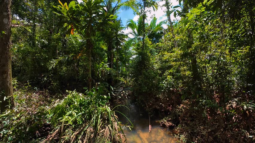 Beautiful, natural footage of the Papuan wilderness during the day. Recorded in 4K 60 fps.