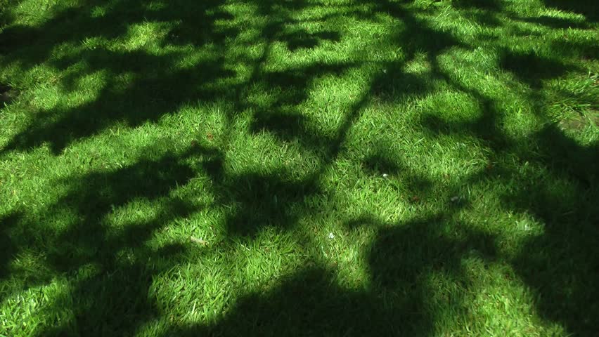 Green Grass Background with Shadows from Tree