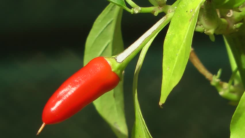 Red Chili Pepper Plant and fruit (close up)