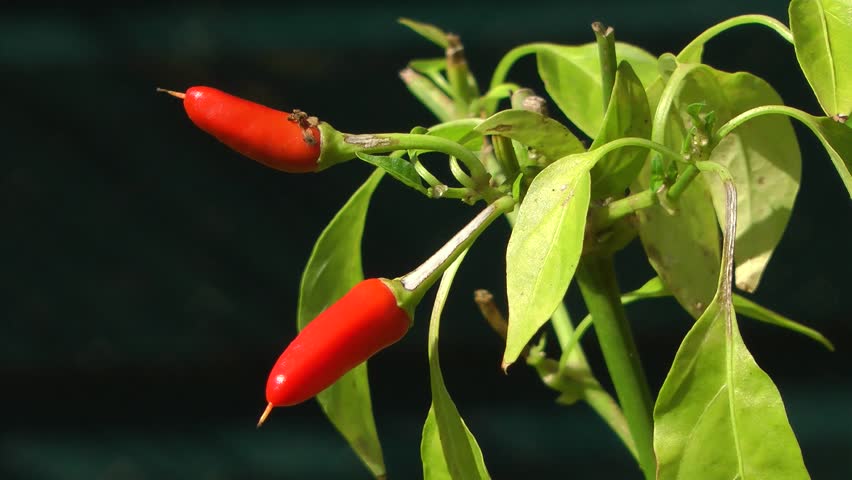 Red Chili Pepper Plant and Fruit (close up)