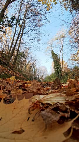 Forest pathway strewn with dry foliage between tree trunks without leaves on overcast day.
