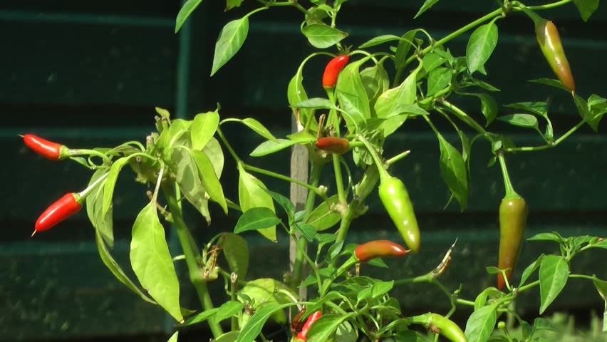 Red Chili Pepper Plant and Fruit