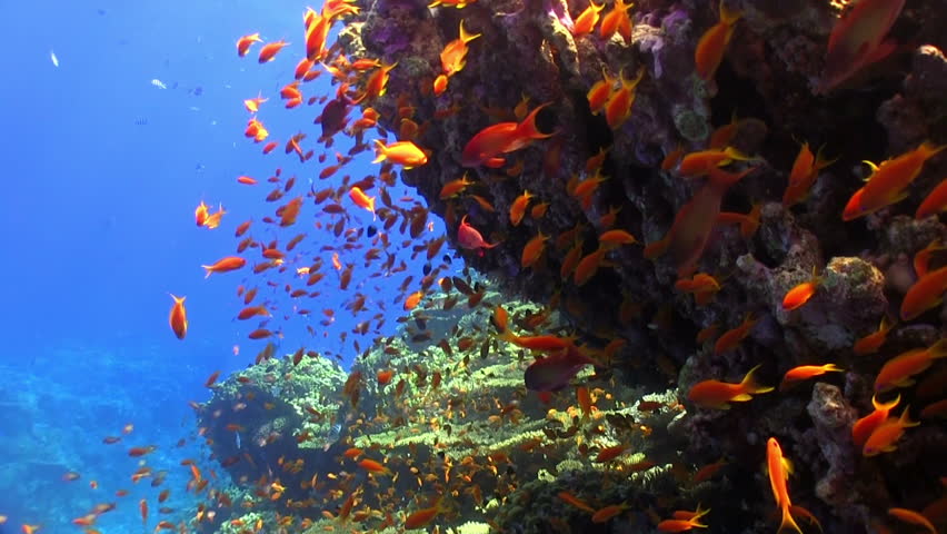 Shoal of Red Fish on Coral Reef, Red sea