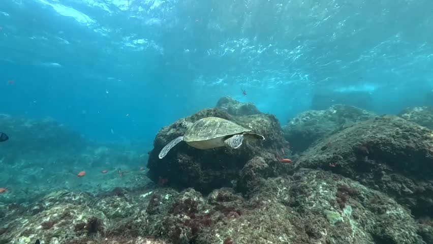under water green turtle video