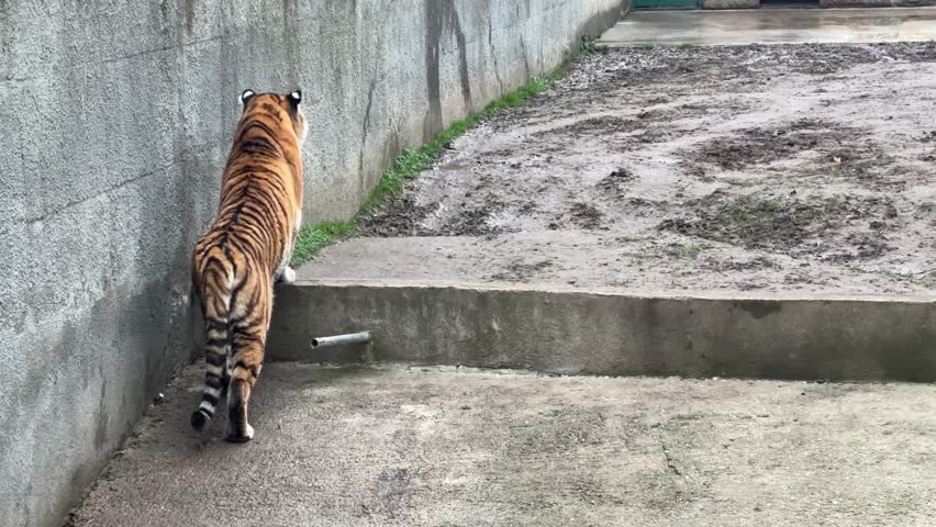 A poignant and somber view of a mighty tiger trapped in a small cage. The animal appears irritated and unhappy, walking in constant circles on a worn path, evoking a sense of empathy.
