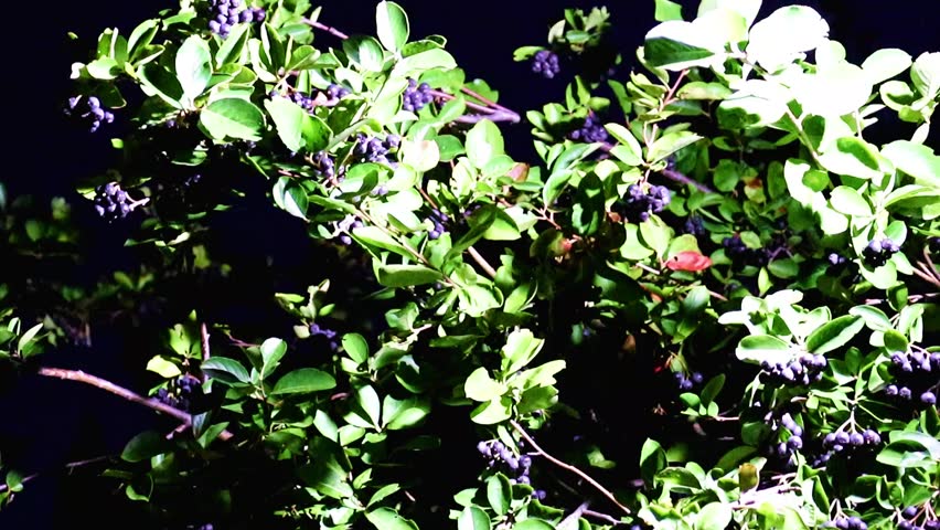 beautiful ripe mountain ash on the branches of a garden plant